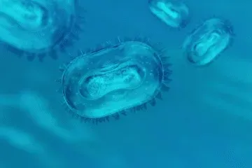 Gestion du risque microbiologique (3)